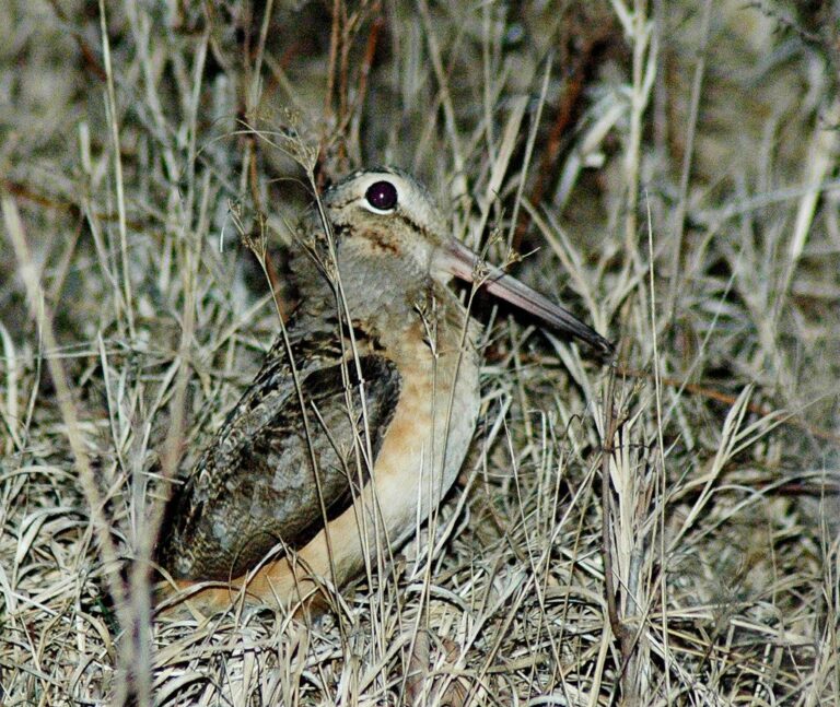 American woodcock camouflaged in leaves