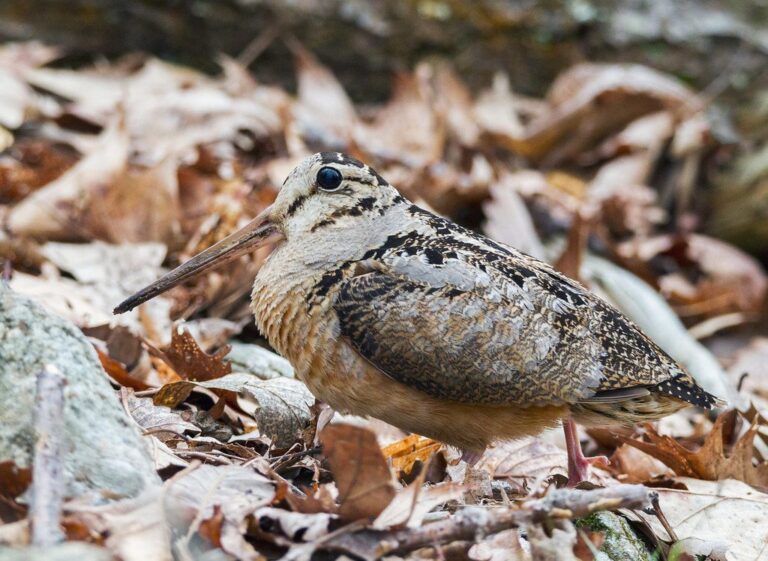 American woodcock in the woods