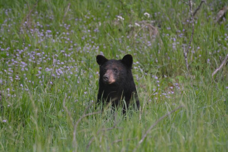 Black bear standing in tall grass in Cades Cove, Tennessee