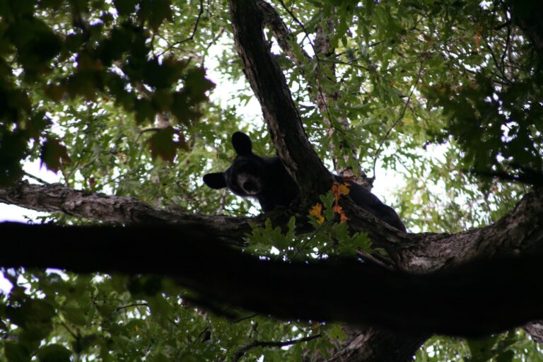 Black bear climbing an oak tree in the Great Smoky Mountains, Tennessee