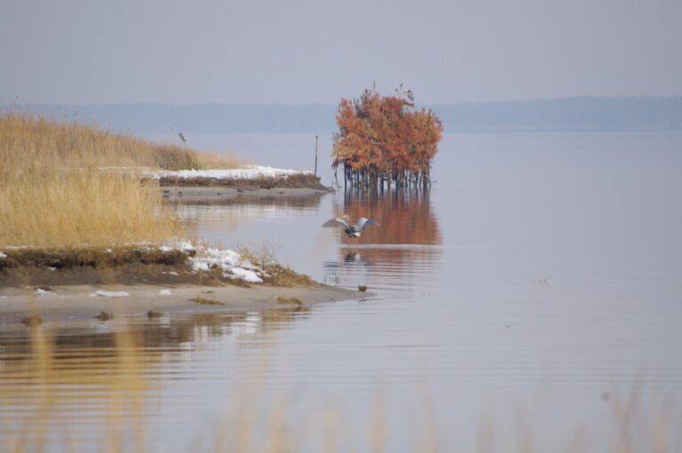 Brush-covered duck blind on the York River, Virginia