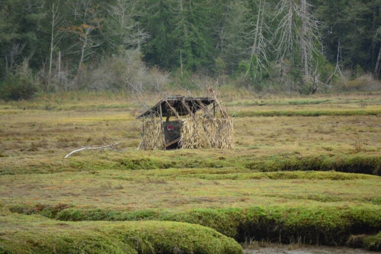 Duck hunting blind in a tidal marsh