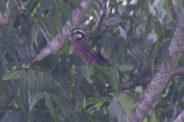 Male northern bobwhite quail