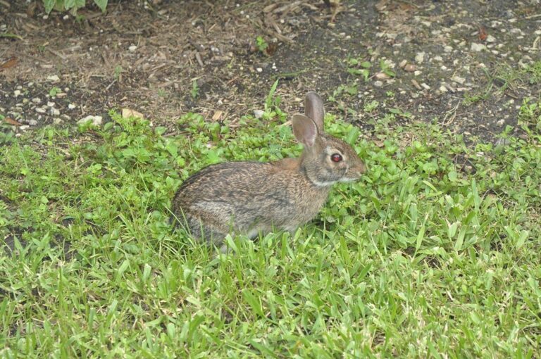 Eastern cottontail rabbit on alert