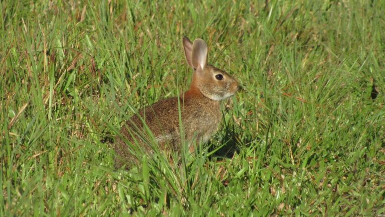 Eastern cottontail rabbit at the edge of a field