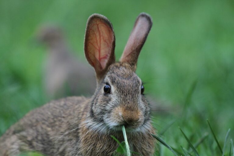 Eastern cottontail rabbit sitting in grass
