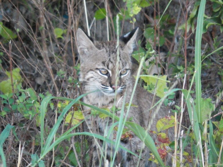 Bobcat watching from tall grass in North Texas