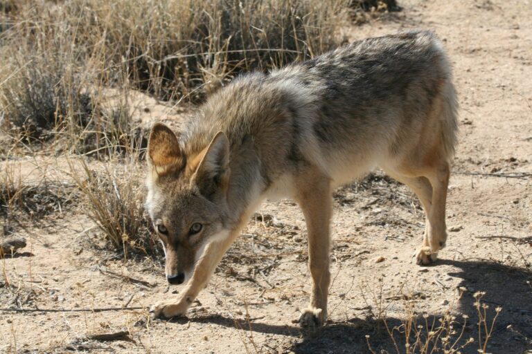 Coyote walking along a sandy desert trail