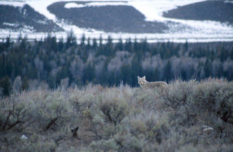 Coyote standing in the open