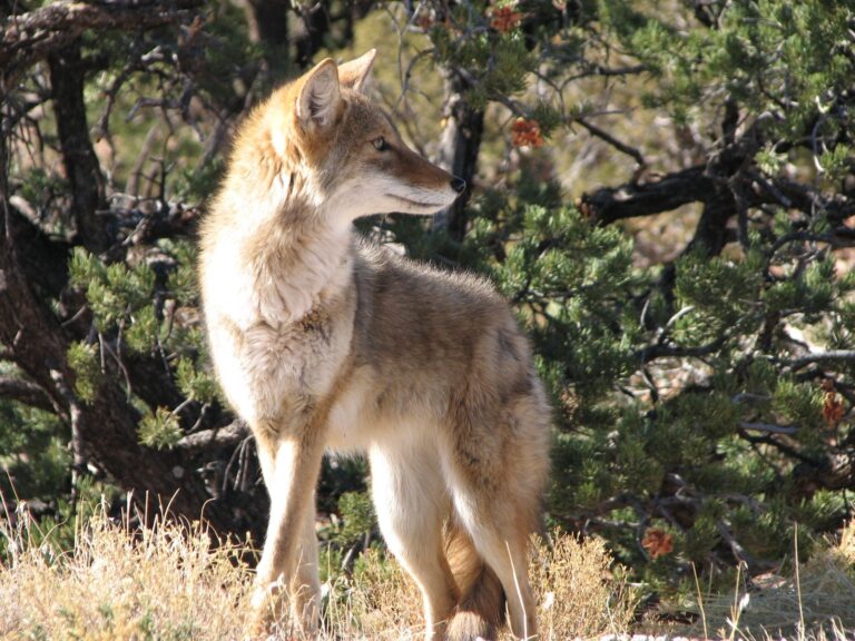Coyote standing beside juniper scrub