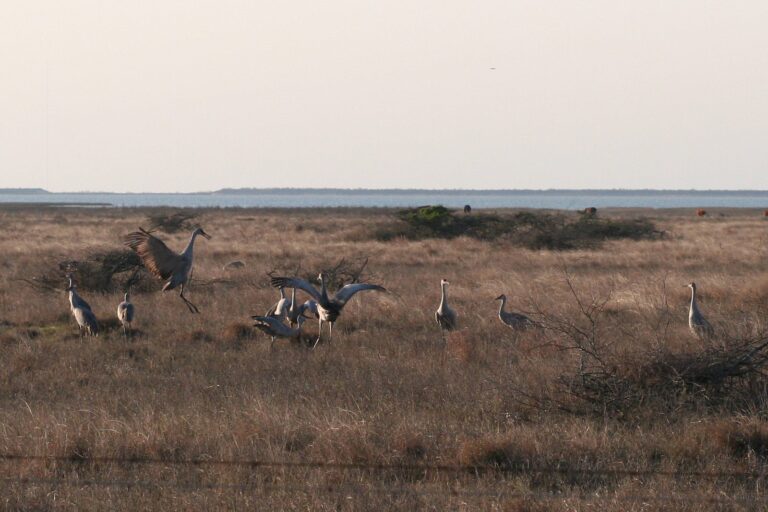 Sandhill cranes in coastal prairie grassland