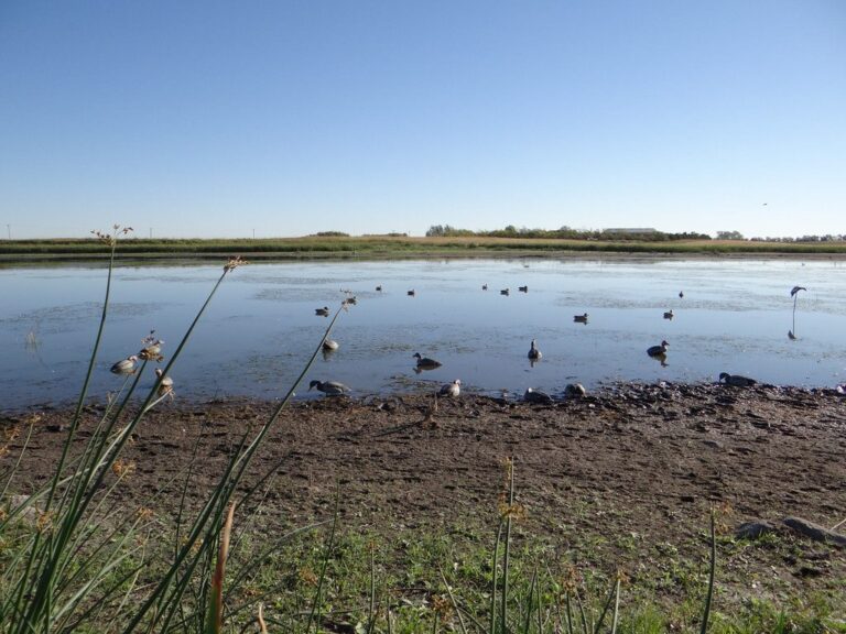 Decoy spread set for a waterfowl hunt