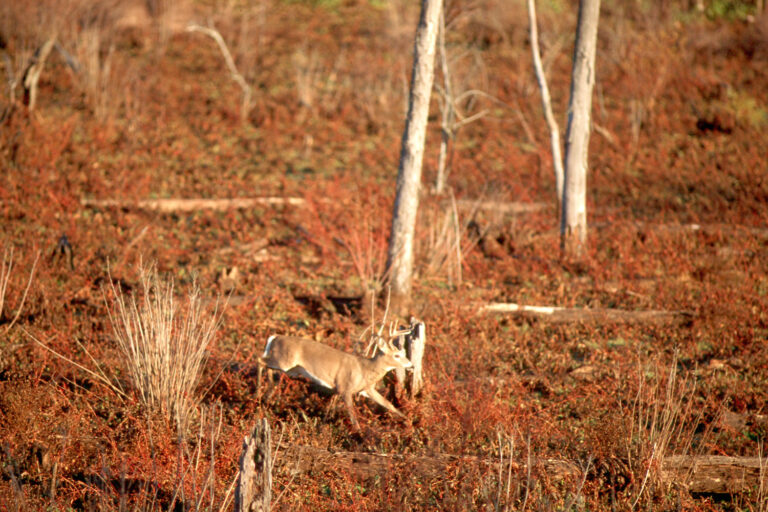 White-tailed deer moving through autumn woods