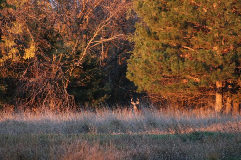 White-tailed buck emerging from the tree line at the edge of a field