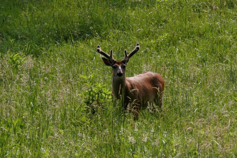 White-tailed buck in velvet standing in a green field in Cades Cove, Tennessee