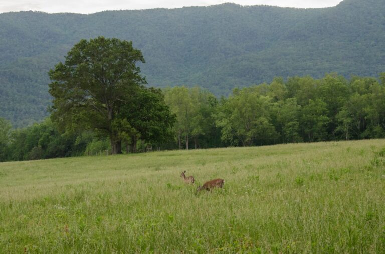 White-tailed deer grazing in an open field below the mountains in Cades Cove, Tennessee