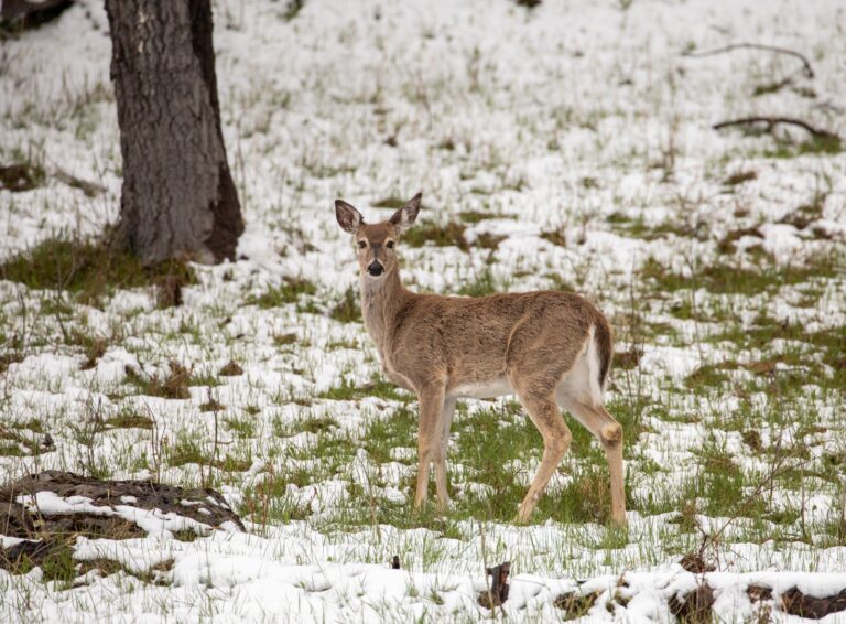 White-tailed doe standing in light snow
