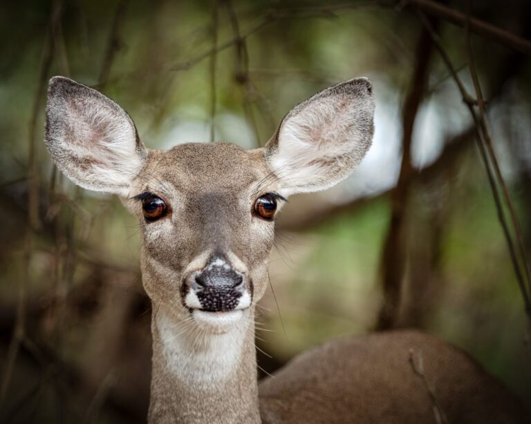 Close portrait of an alert white-tailed doe