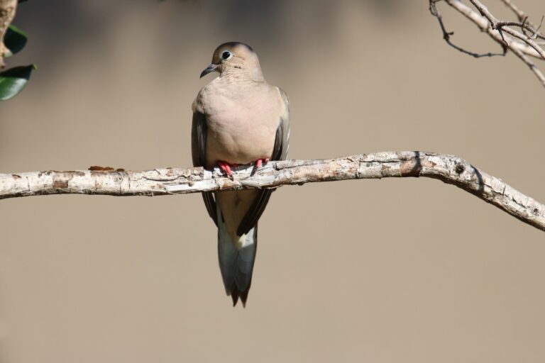 Mourning dove perched on a bare branch