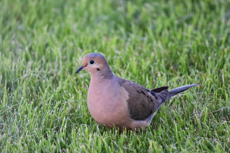Mourning dove foraging in grass