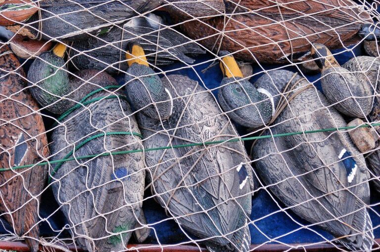 Close view of duck decoys