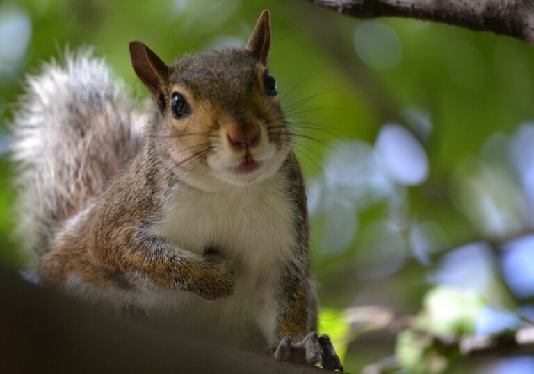 Eastern gray squirrel
