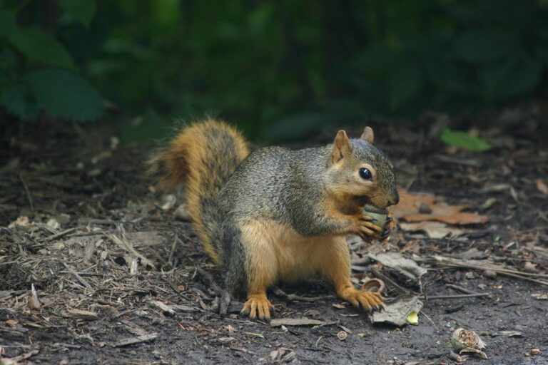 Fox squirrel foraging