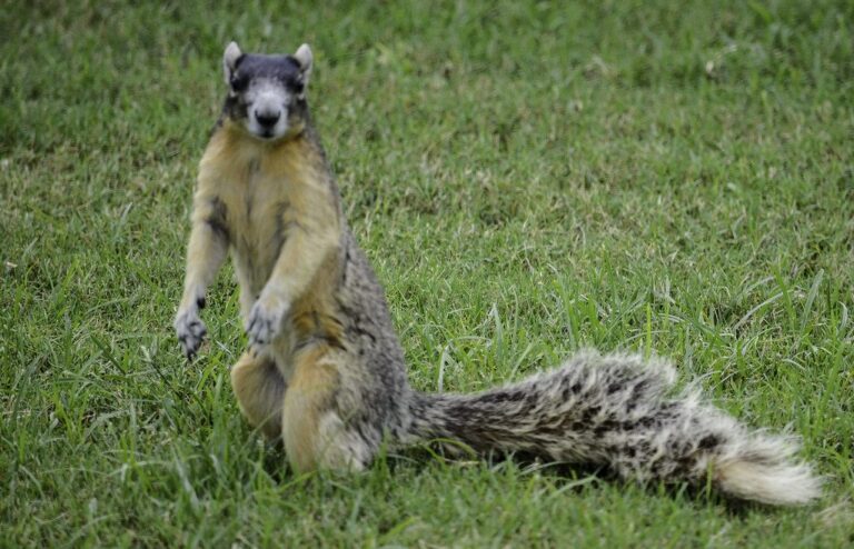 Fox squirrel on a tree trunk