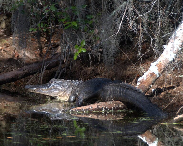 Alligator basking on a bank along the Canal Run Trail in the Okefenokee Swamp
