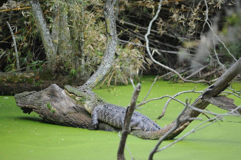 American alligator resting on a log in a duckweed covered pond on Cumberland Island