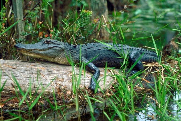 American alligator resting on a log beside green grass in the Okefenokee Swamp