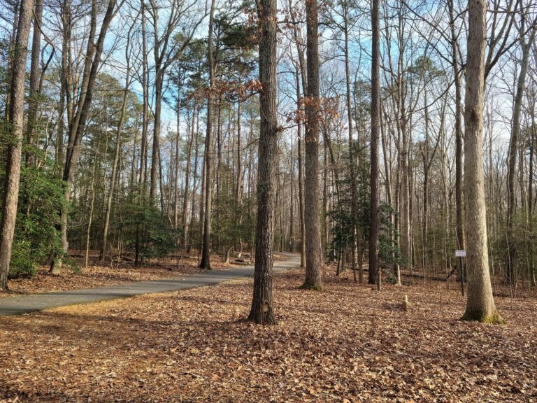 Woodland archery range with targets among tall trees in early spring
