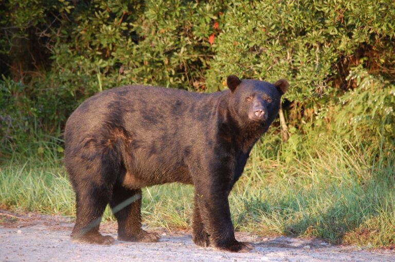 American black bear standing at the edge of brushy cover