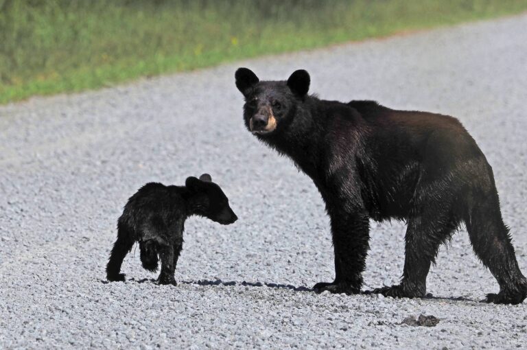 Black bear sow and cub walking along a gravel road edge