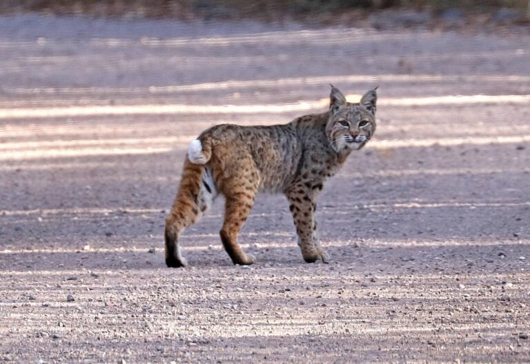 Bobcat walking along a gravel road