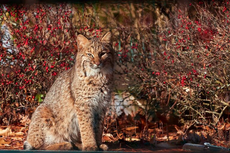 Bobcat sitting alert in front of red autumn brush