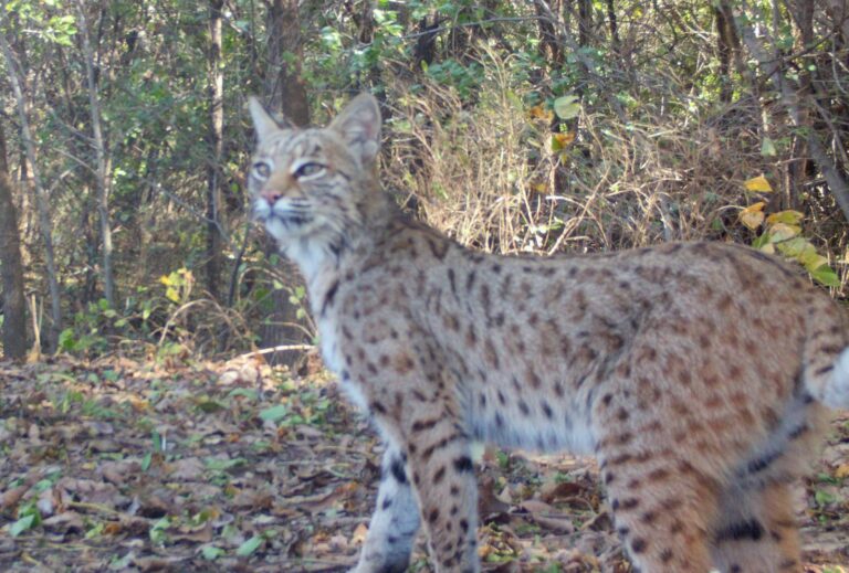Bobcat standing at the edge of open hardwood woods