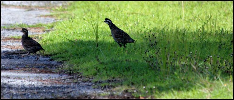 Pair of bobwhite quail at the edge of a grassy field