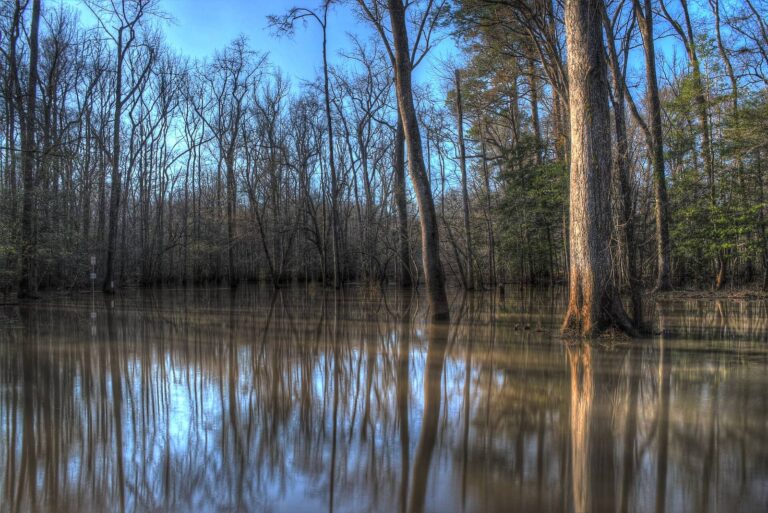 Flooded bottomland forest reflected in still water at Bond Swamp National Wildlife Refuge