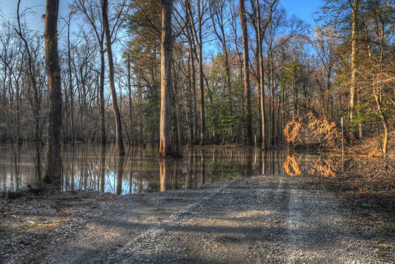 Floodwater spreading across a gravel road through the hardwoods of Bond Swamp National Wildlife Refuge