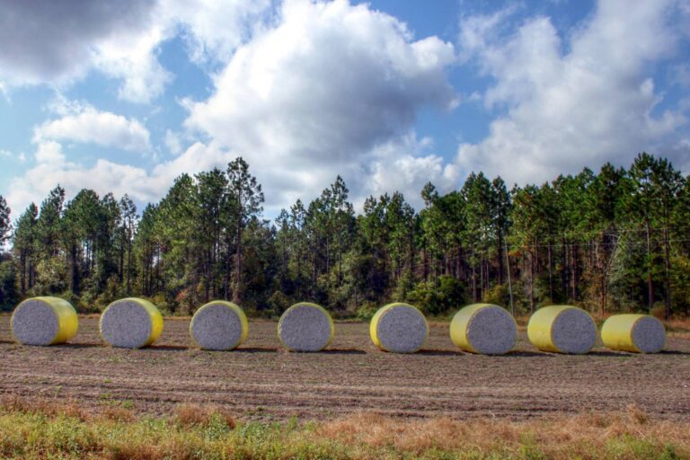 Round cotton modules lined up along a field edge against pines in Coffee County