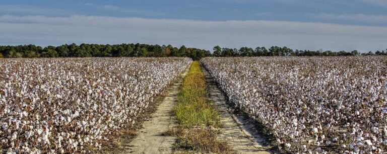 Rows of open cotton ready for harvest near Douglas in Coffee County