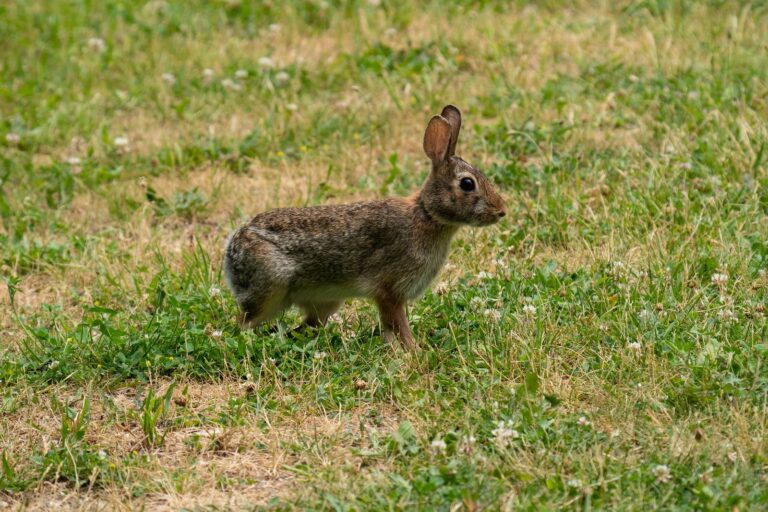 Eastern cottontail sitting in short green grass