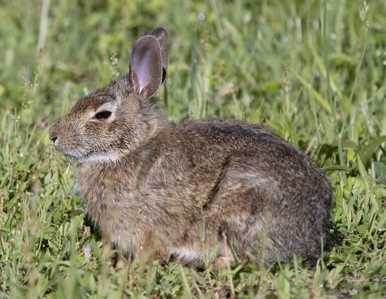 Eastern cottontail resting in green grass