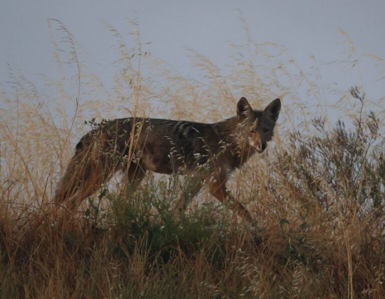 Coyote moving through dry grass on a hillside