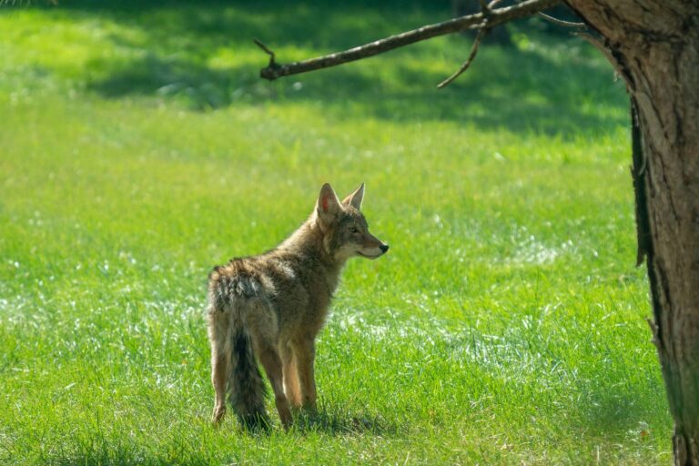 Coyote standing in green grass beneath a tree
