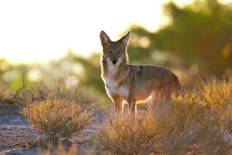 Coyote standing in warm morning light among dry shrubs