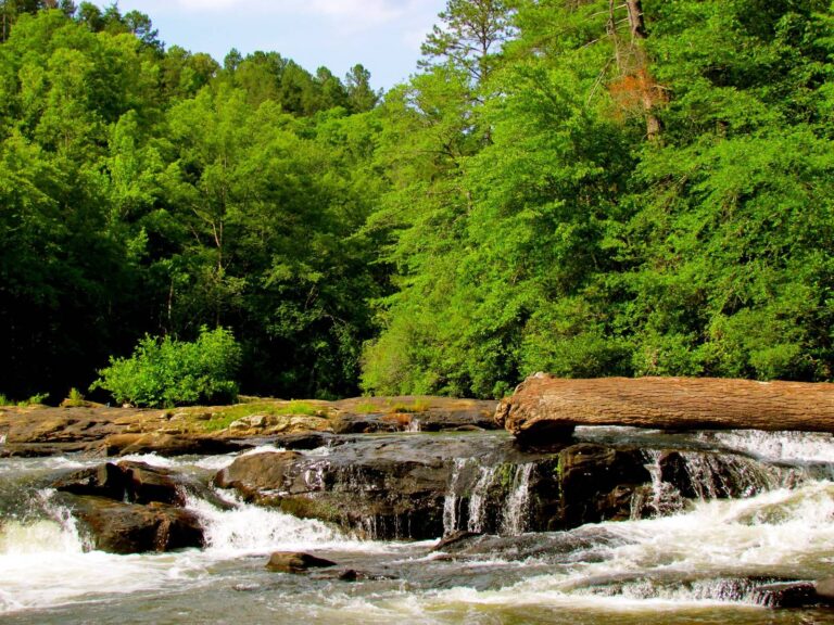 Shoals and a fallen log on the Amicalola River in the Dawson Forest WMA