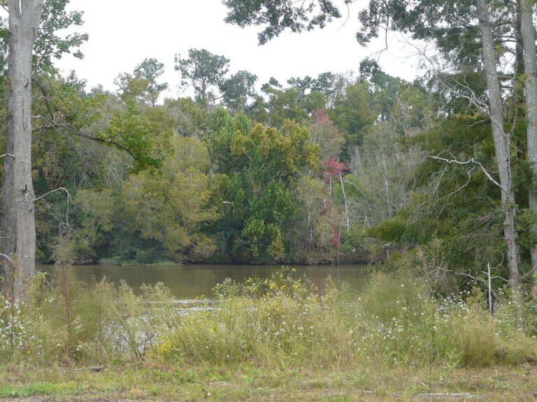 The Flint River curving past wooded banks at Bainbridge in Decatur County
