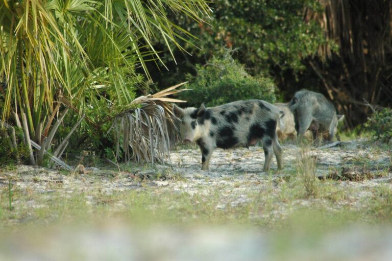 Spotted feral hogs rooting among palmettos on Cumberland Island